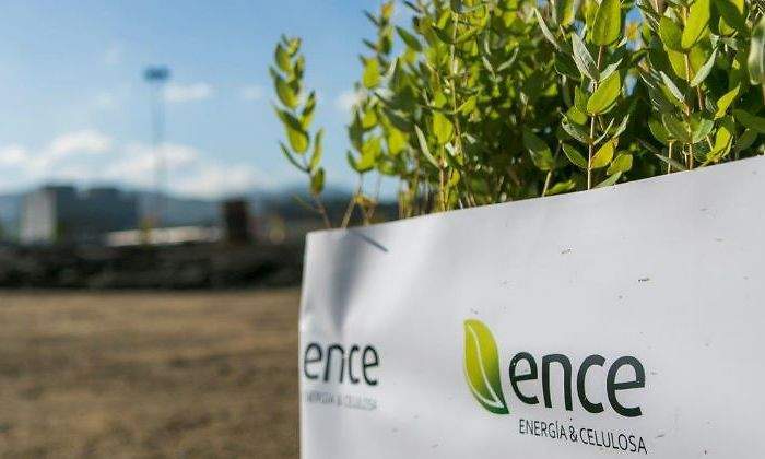 700x420_ence-plantas-770.jpg