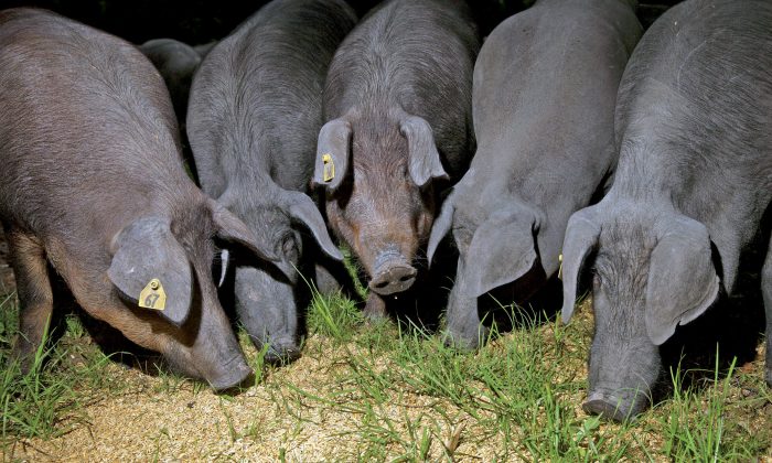 cerdos ibericos eeuu