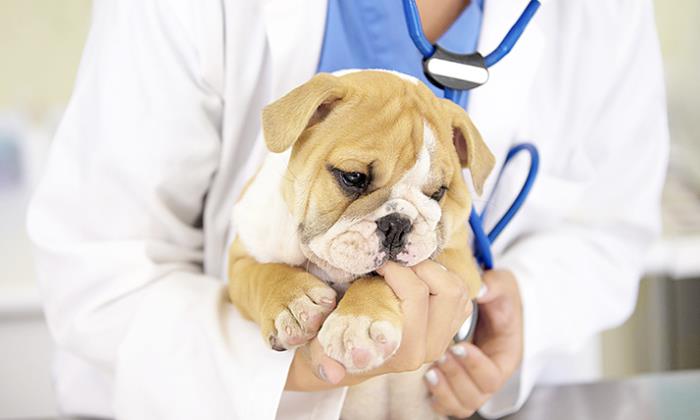 perro-veterinario-700-istock.jpg