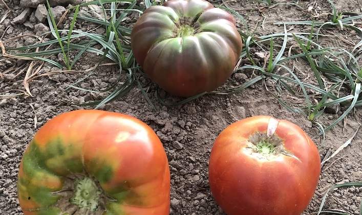 Tomates-de-Madrid-2.jpg