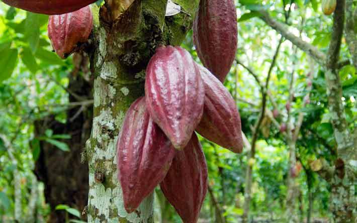 cacao