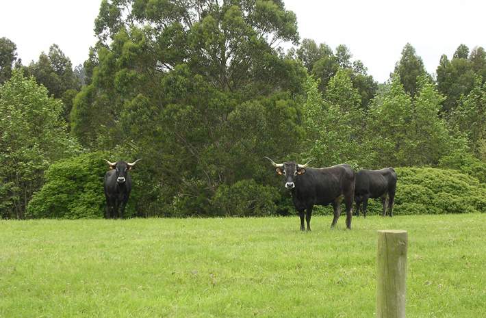 cifacantabria