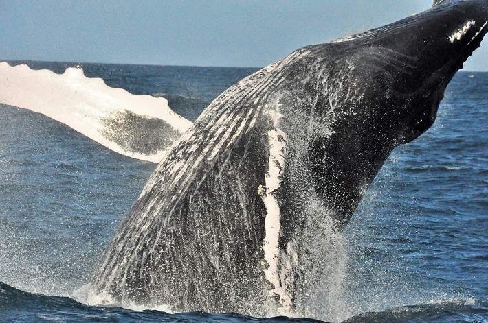 Ballena-Jorobada_29.jpg