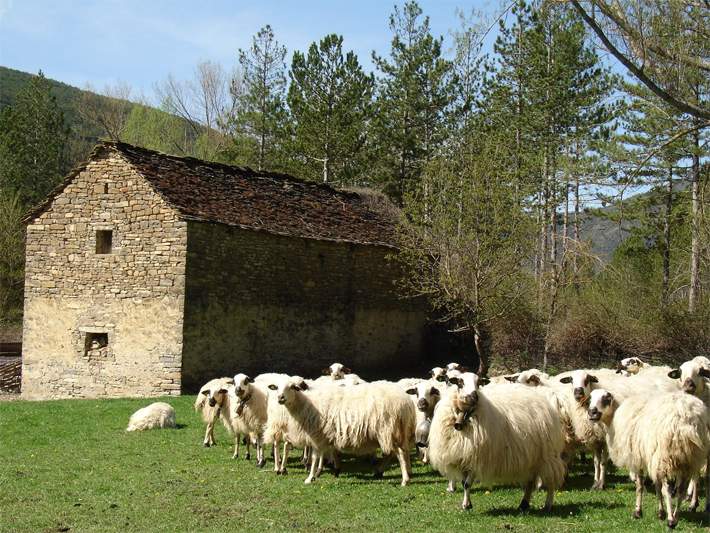ganaderosayudas