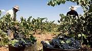 Valdepeñas despidió a los inspectores que certificaban la calidad del vino