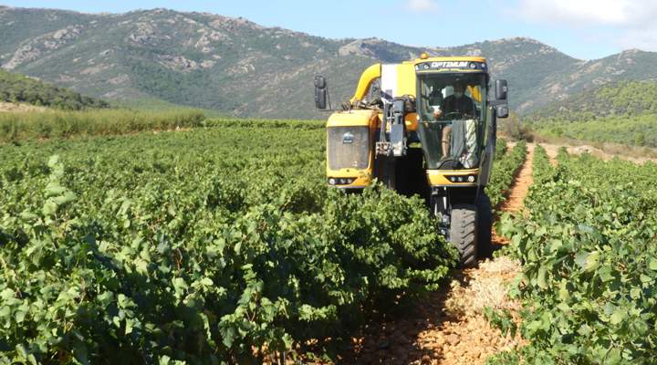 vinos