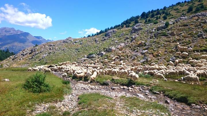 citatarbes