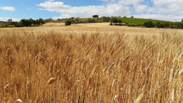 agropac