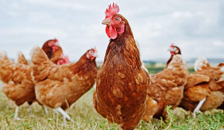 gallinas