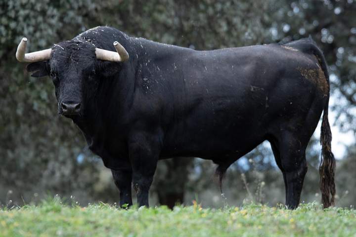 toros