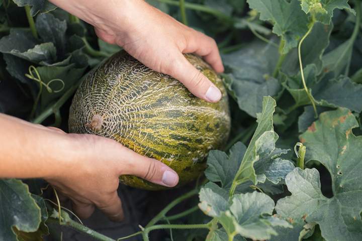 melon