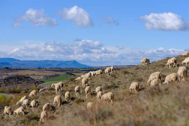 ternasco aragon
