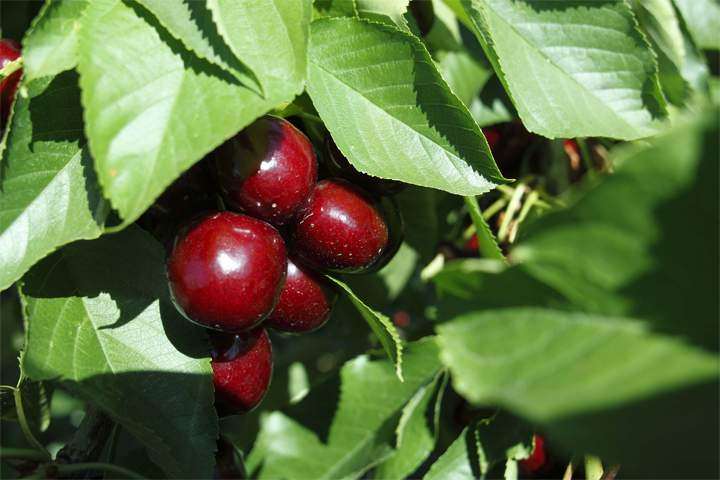 cerezas