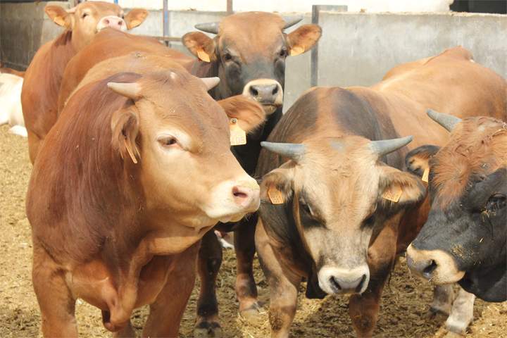 vacas