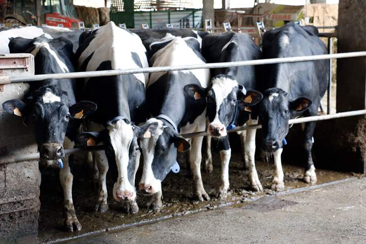 vacas