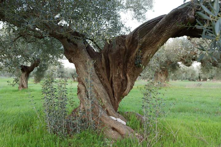 olivar