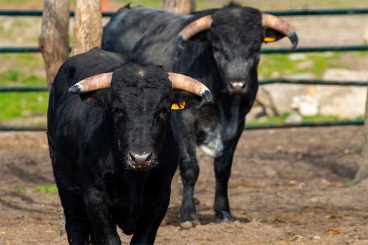 toros