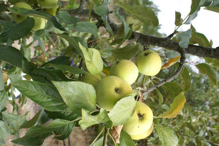 frutas