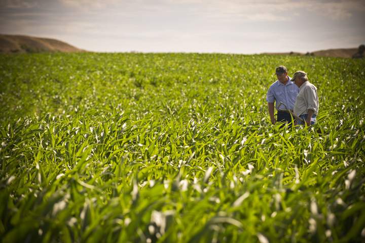 agricultura