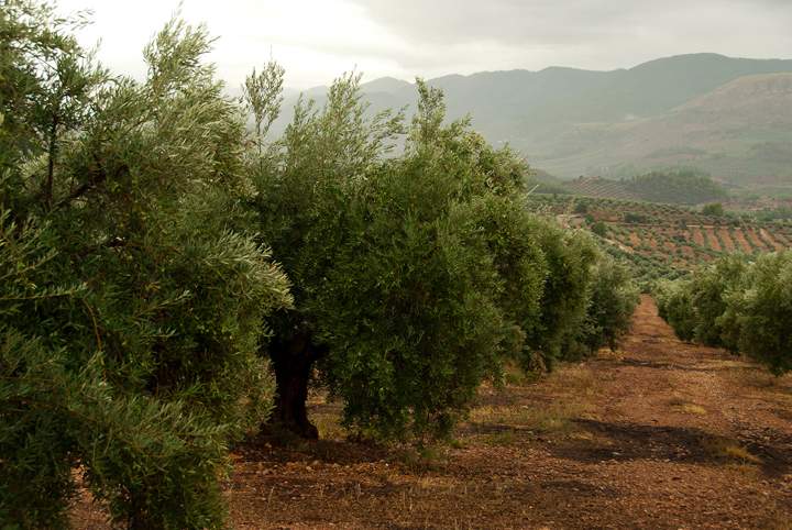 olivar