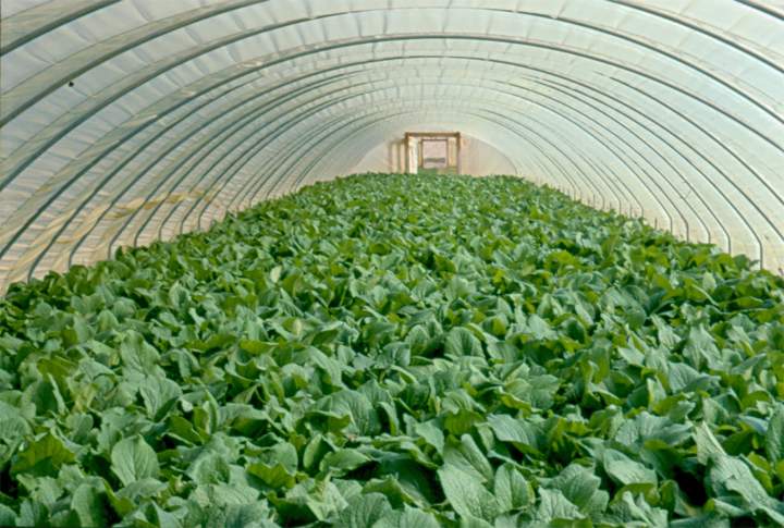 agricultura