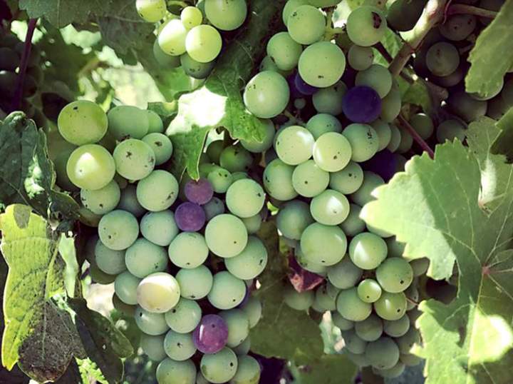 vino