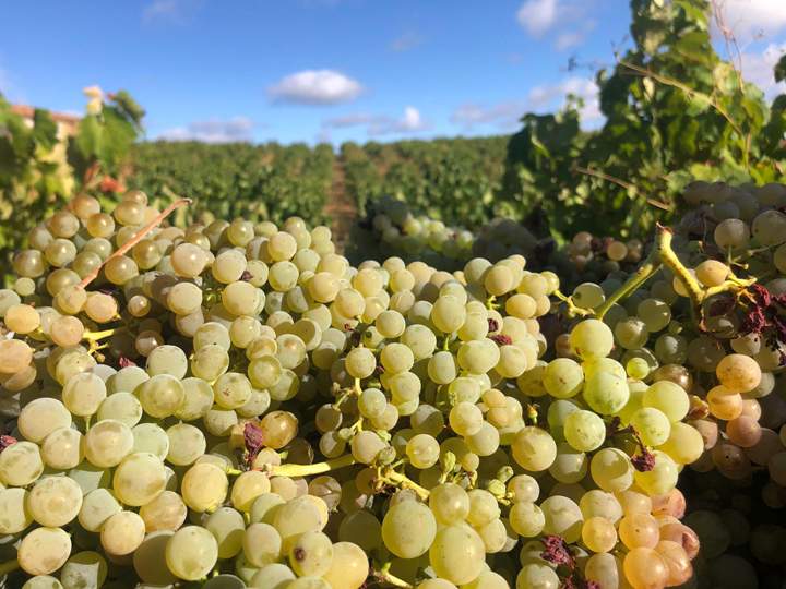 uvas