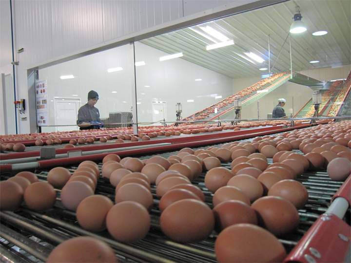 huevos