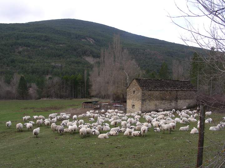 vacas