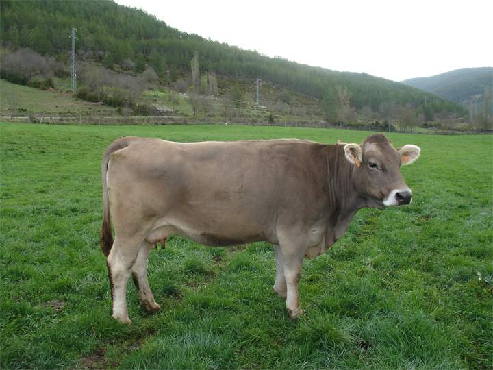 vaca