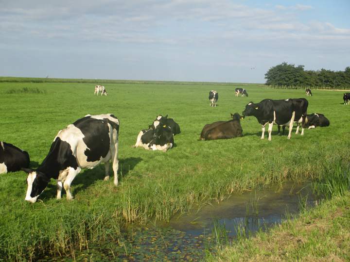 vacas