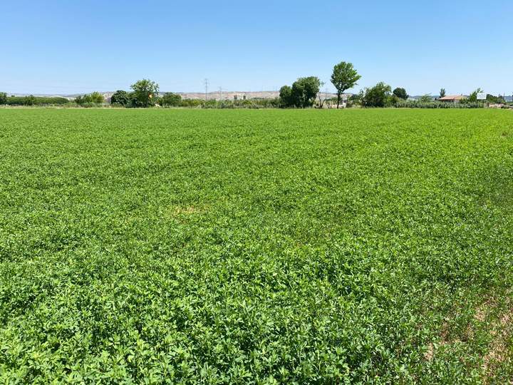 alfalfa