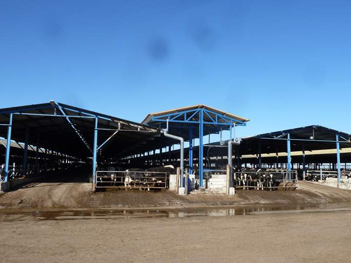 ganaderia