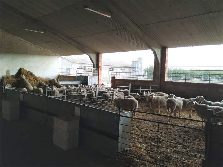 ganaderia