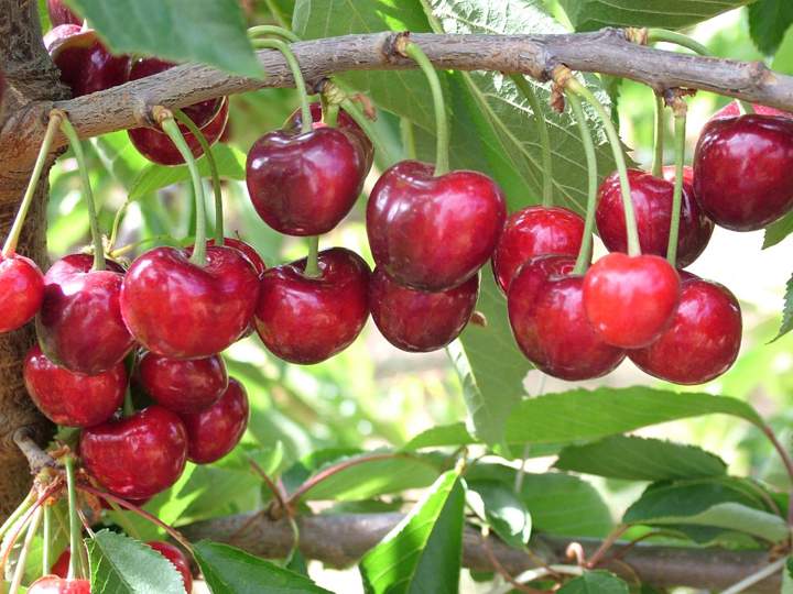 cereza