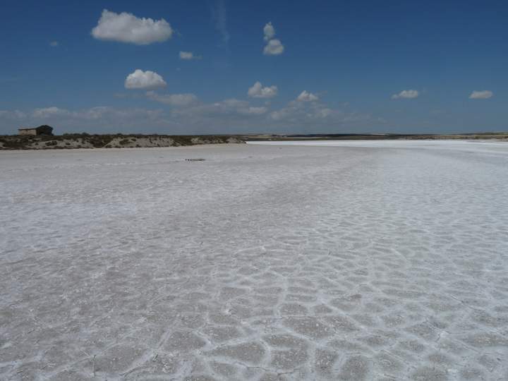 salinas