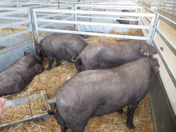 cerdo
