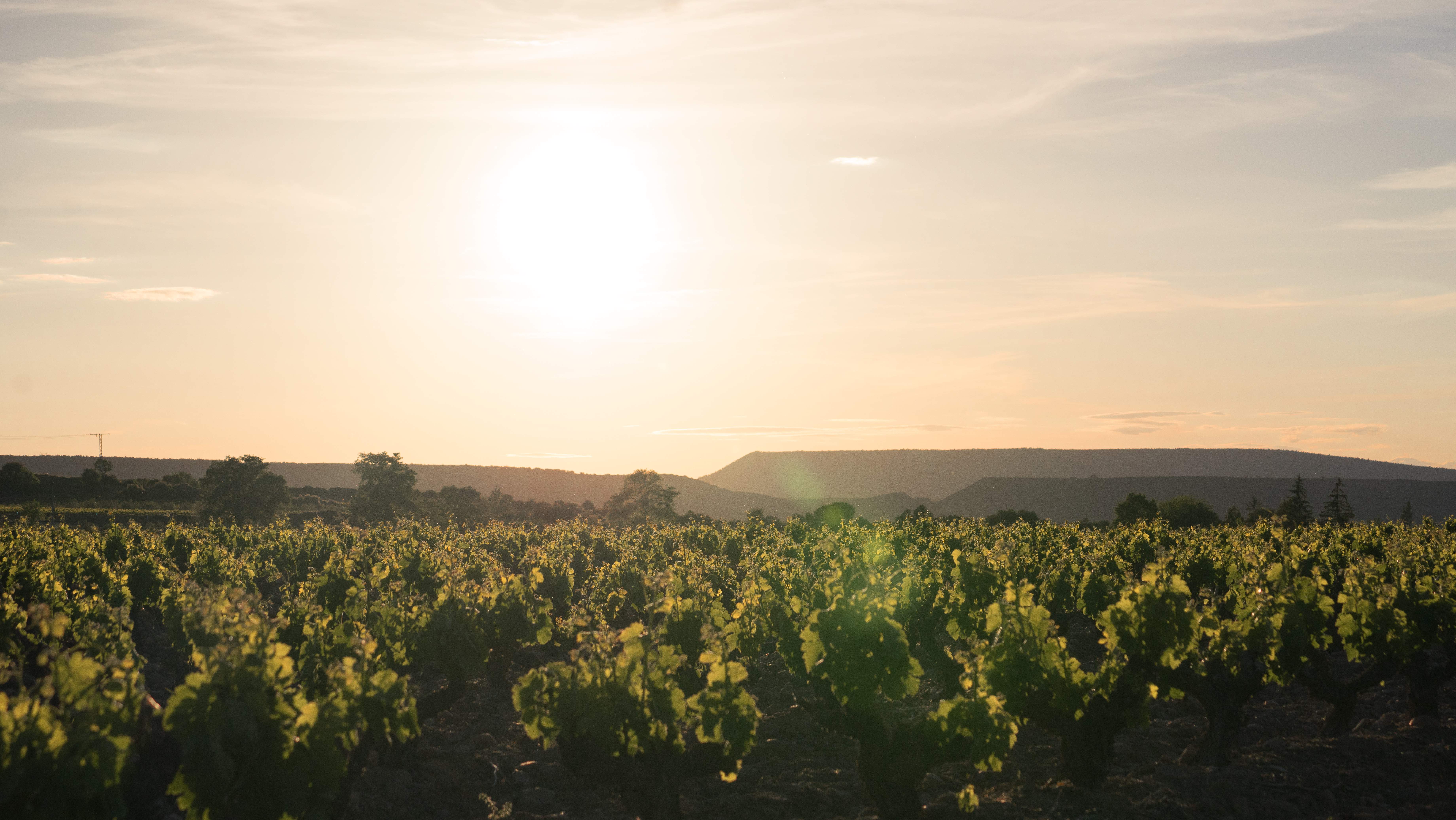 RIOJA_WINE_OMNI-64.jpg