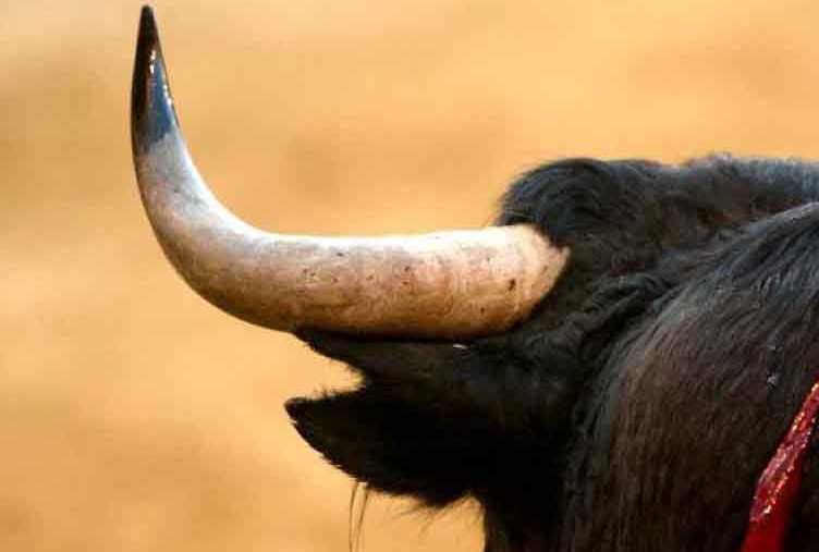 toro-cuerno.jpg