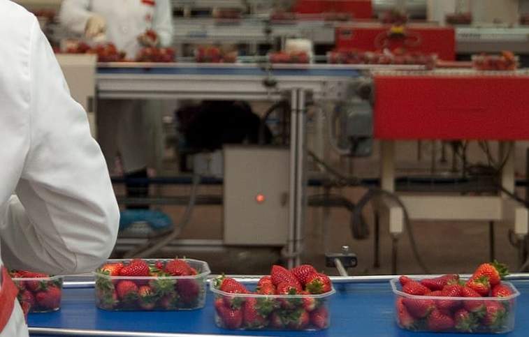 EuropaPress_2724350_imagen_trabajadora_cooperativa_fresera_huelva.jpg