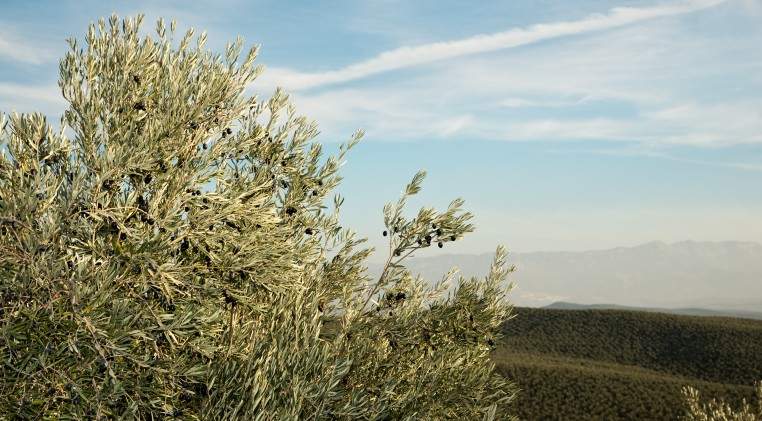 olivos-recruso-javier-burgos.jpg