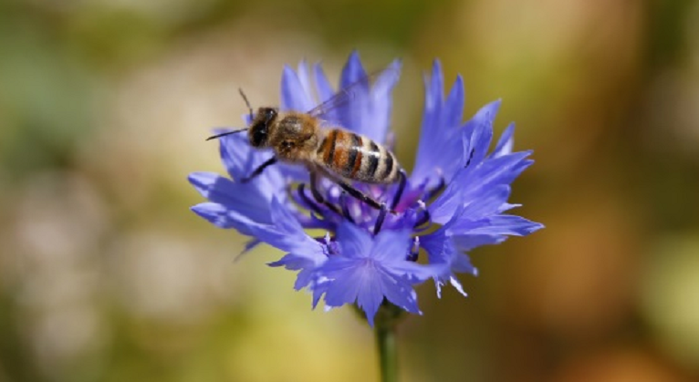 abeja-archivo.png