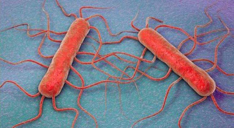listeria-bacteria.JPG