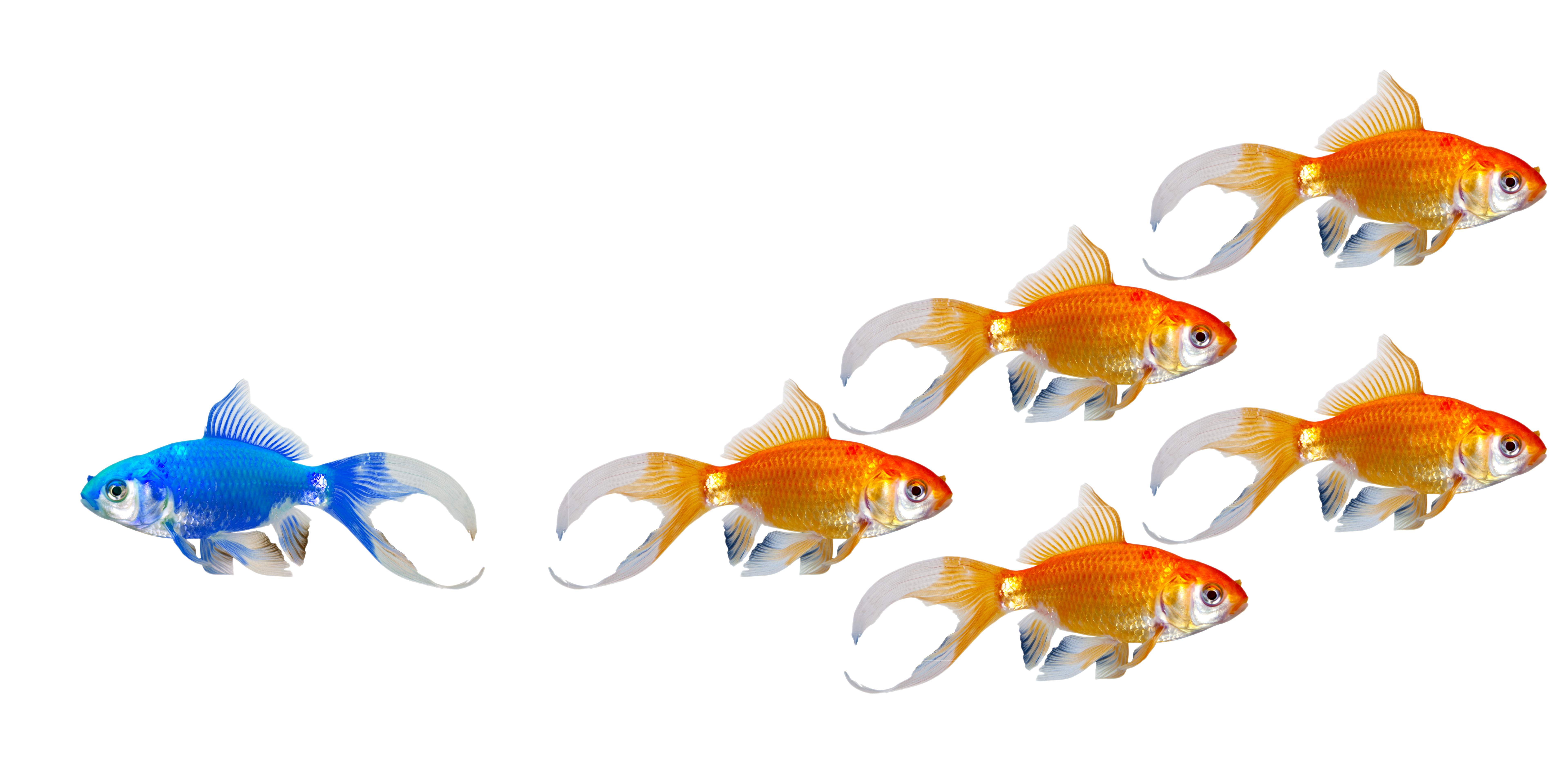 Peces