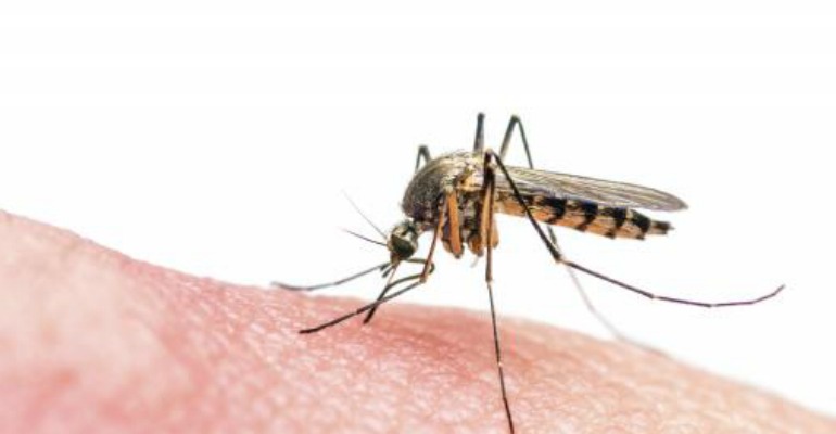mosquito770x420.jpg