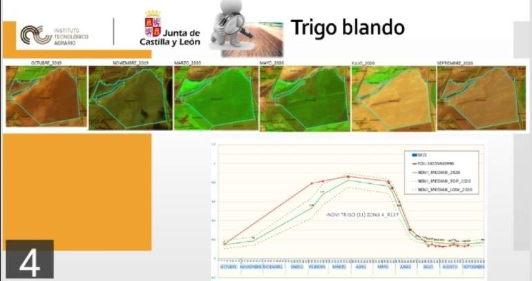 trigo.jpg