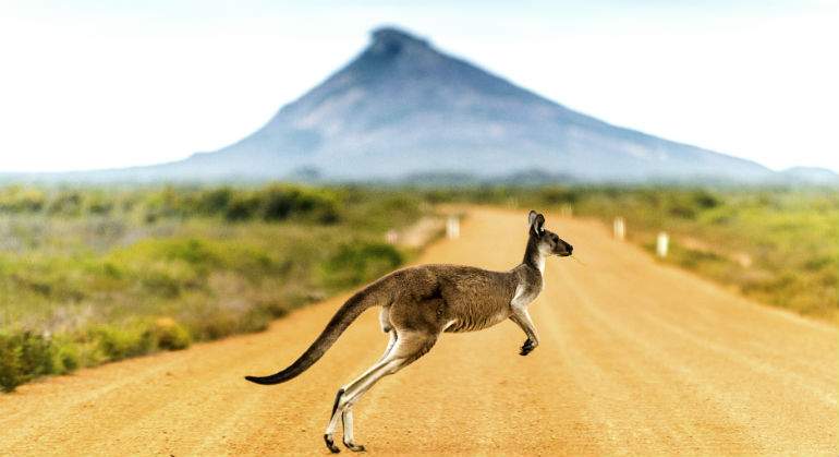 Canguro australiano