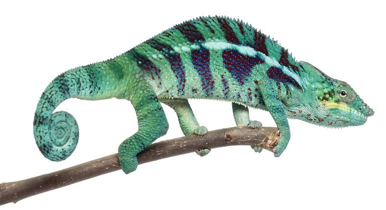 camaleon770420.jpg