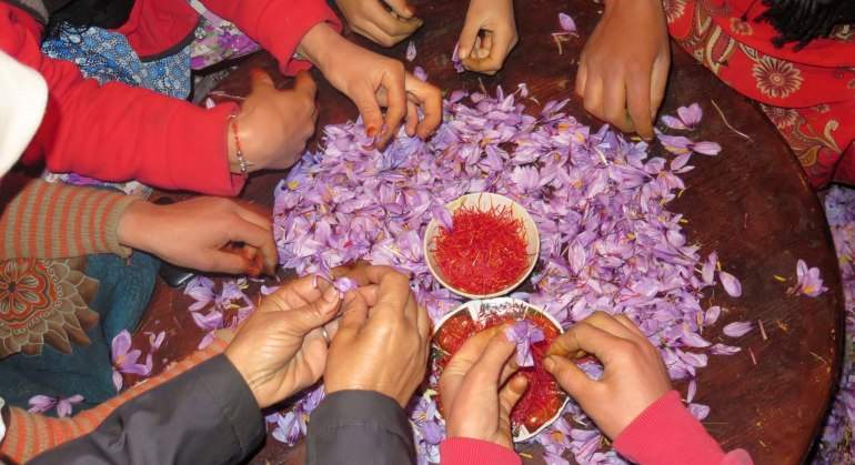azafran-marruecos-efe.jpg