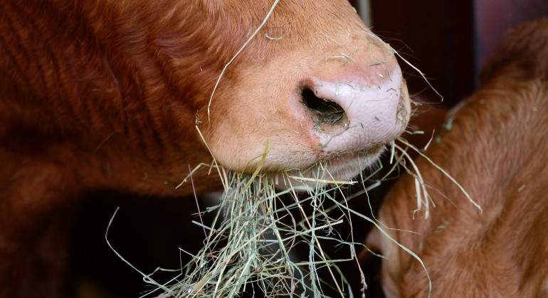 Vacas-10.jpg